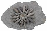 Jurassic Fossil Urchin (Reboulicidaris) - Amellago, Morocco #240002-2